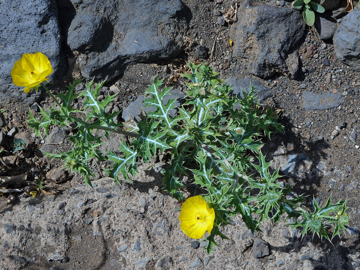 Pleskanka mexická (Argemone mexicana L.)