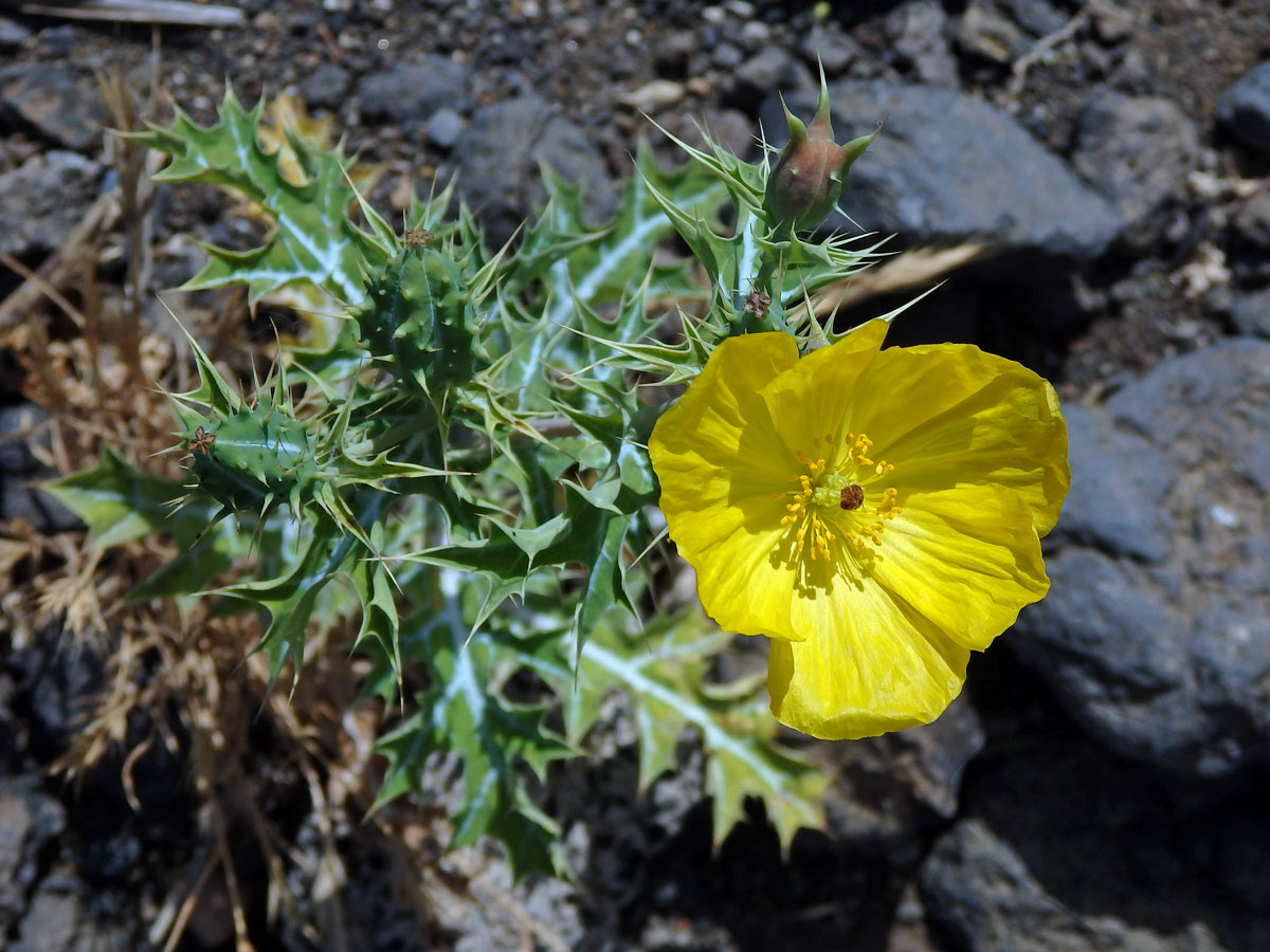 Pleskanka mexická (Argemone mexicana L.)