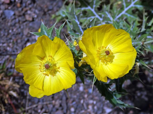 Pleskanka mexická (Argemone mexicana L.)