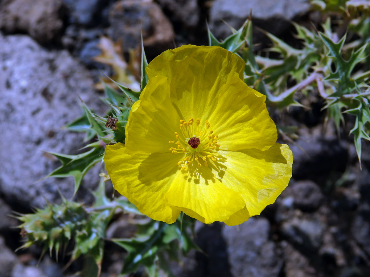 Pleskanka mexická (Argemone mexicana L.)