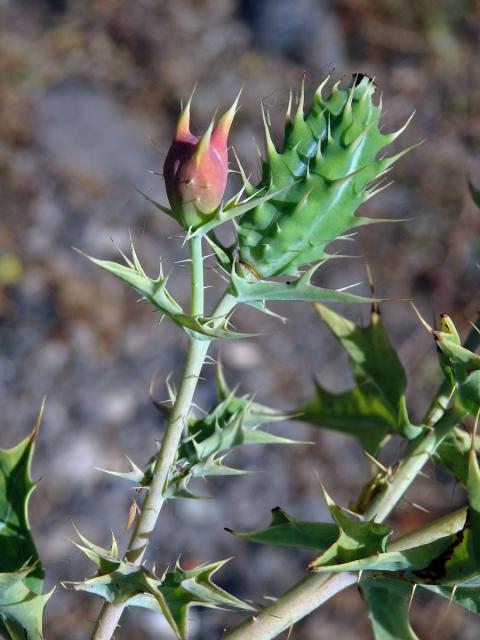 Pleskanka mexická (Argemone mexicana L.)