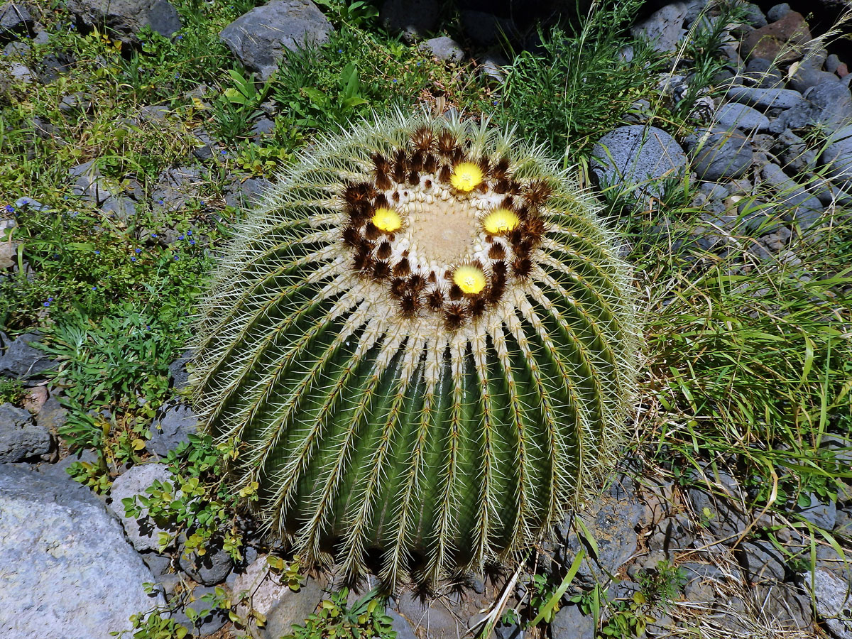 Echinokaktus Grusonův (Echinocactus grusonii Hildm.)