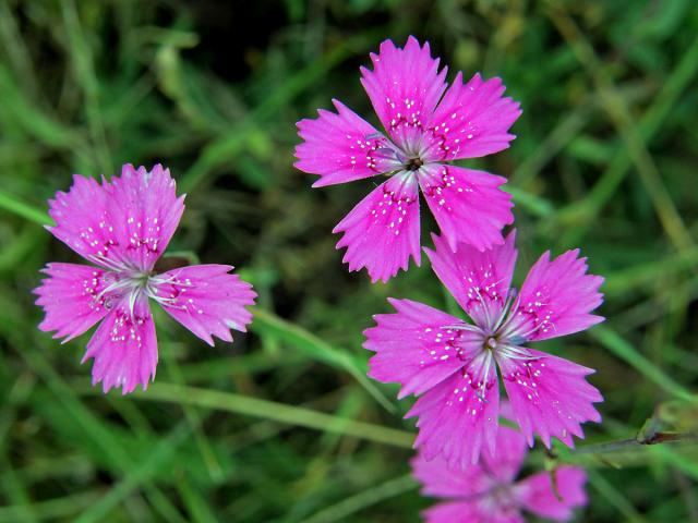 Hvozdík kropenatý (Dianthus deltoides L.)