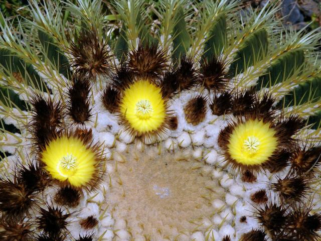 Echinokaktus Grusonův (Echinocactus grusonii Hildm.)