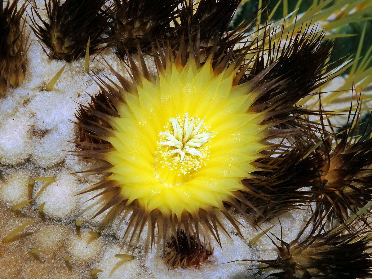 Echinokaktus Grusonův (Echinocactus grusonii Hildm.)