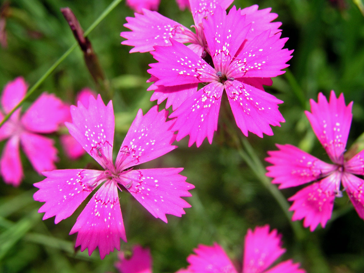 Hvozdík kropenatý (Dianthus deltoides L.)