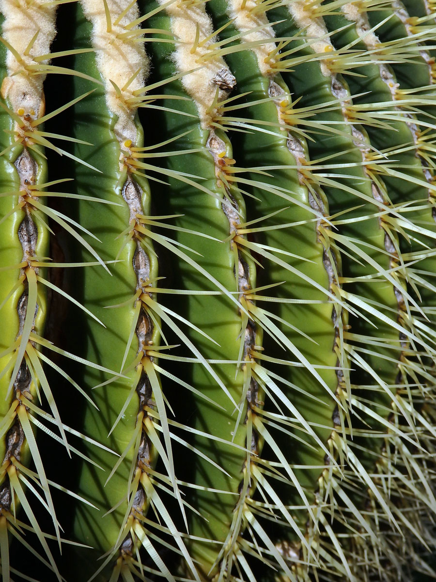 Echinokaktus Grusonův (Echinocactus grusonii Hildm.)