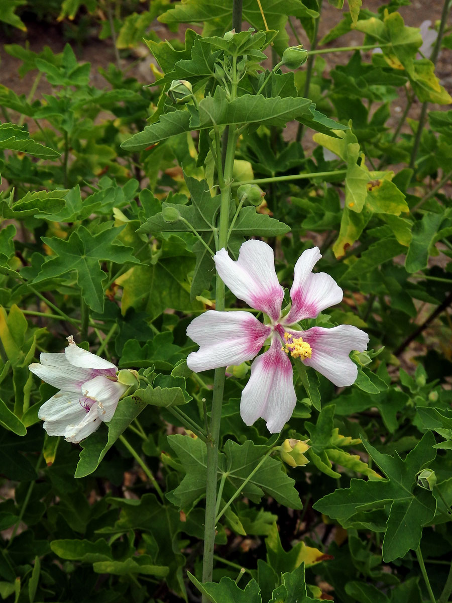 Slézovec (Lavatera acerifolia Cav.)