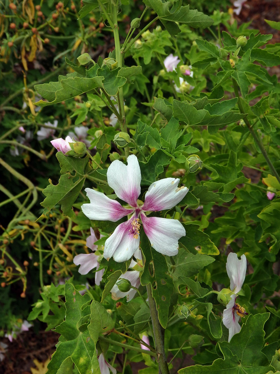 Slézovec (Lavatera acerifolia Cav.)