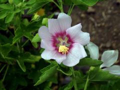 Slézovec (Lavatera acerifolia Cav.)