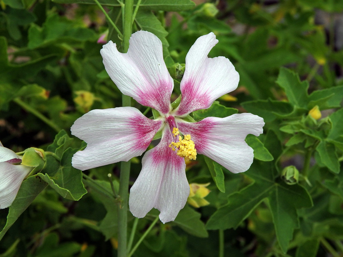 Slézovec (Lavatera acerifolia Cav.)