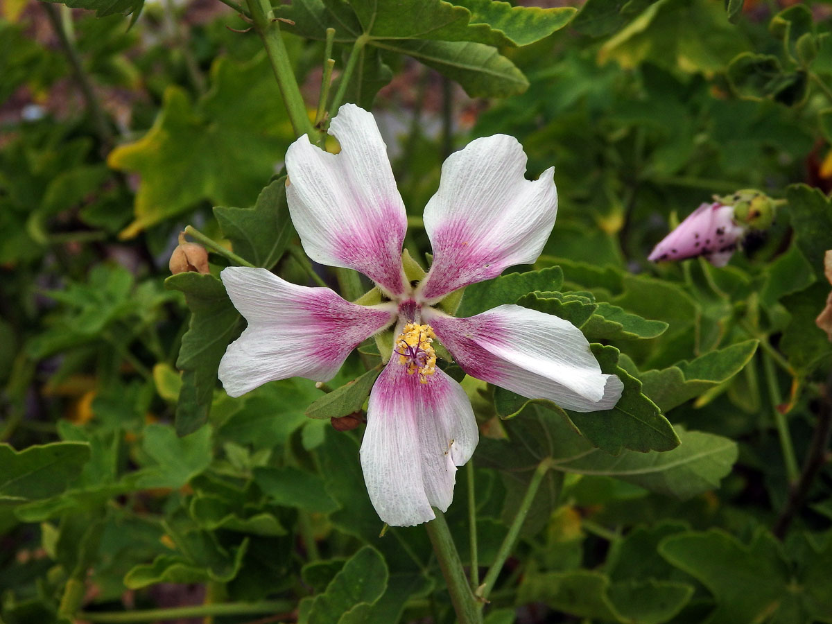 Slézovec (Lavatera acerifolia Cav.)