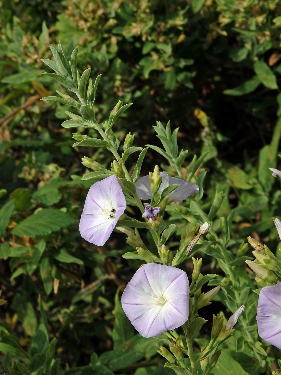 Svlačec (Convolvulus perraudieri Coss.)