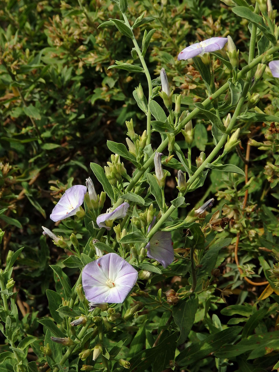 Svlačec (Convolvulus perraudieri Coss.)