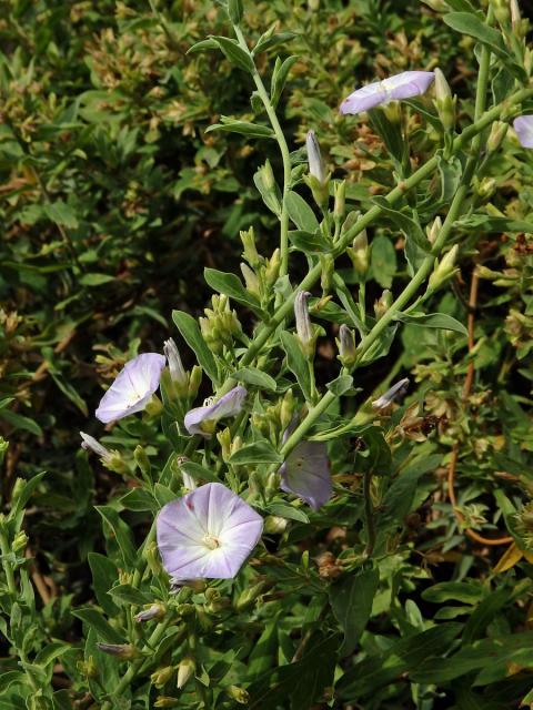 Svlačec (Convolvulus perraudieri Coss.)