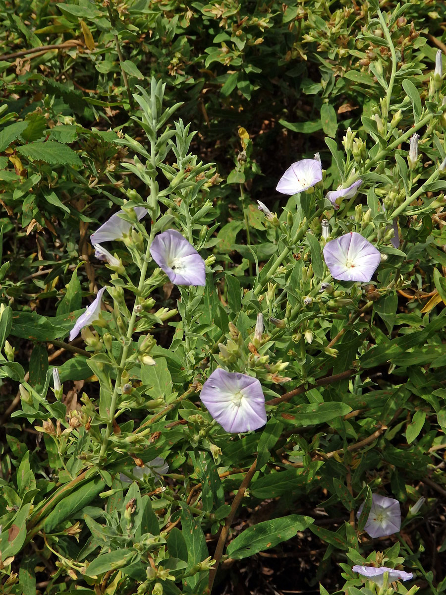 Svlačec (Convolvulus perraudieri Coss.)