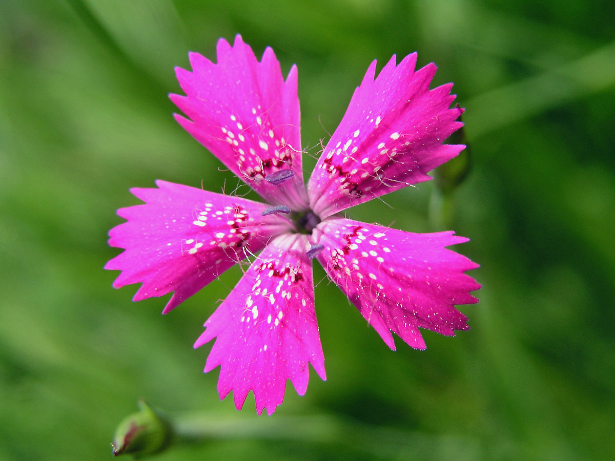 Hvozdík kropenatý (Dianthus deltoides L.)