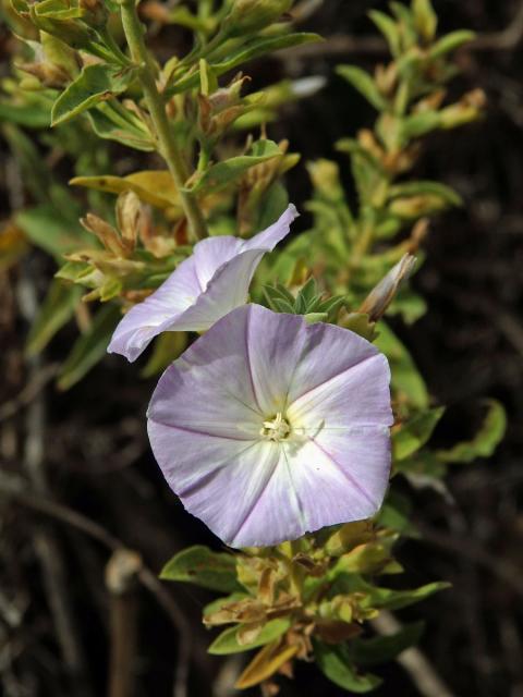 Svlačec (Convolvulus perraudieri Coss.)