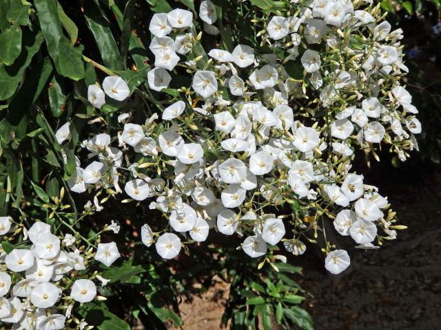 Svlačec (Convolvulus floridus L. fil.)