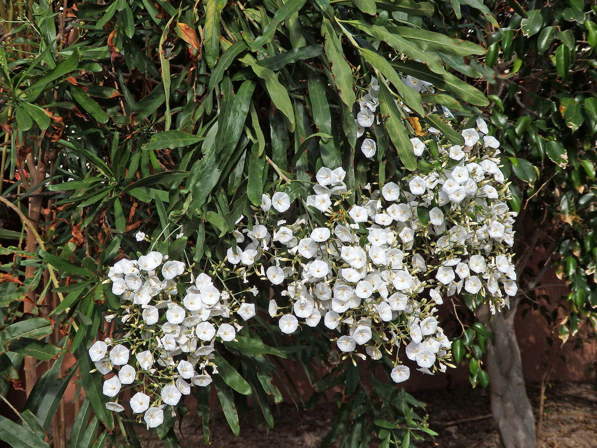 Svlačec (Convolvulus floridus L. fil.)