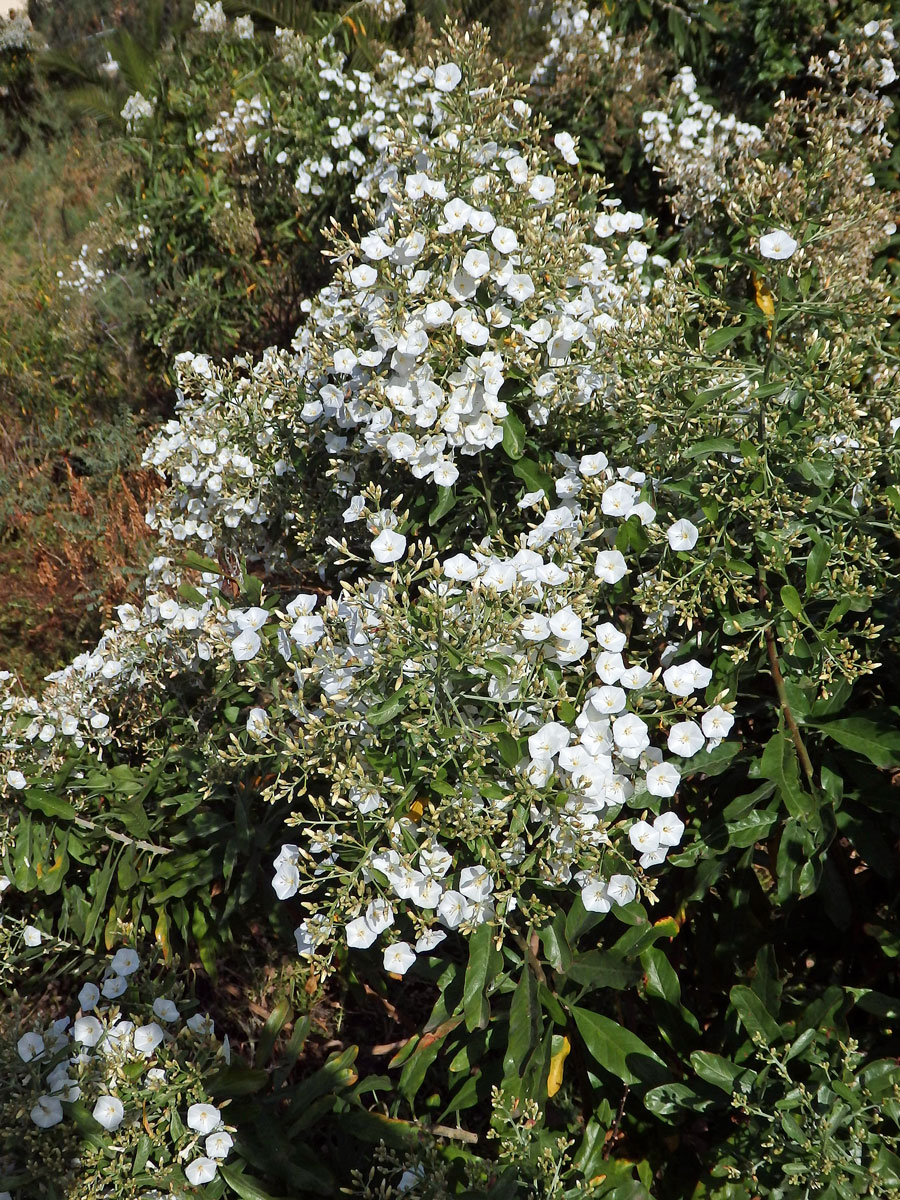 Svlačec (Convolvulus floridus L. fil.)