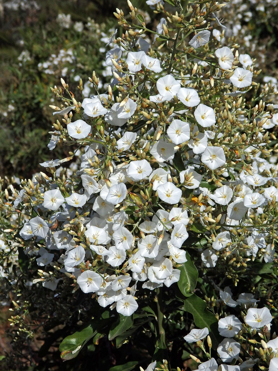 Svlačec (Convolvulus floridus L. fil.)