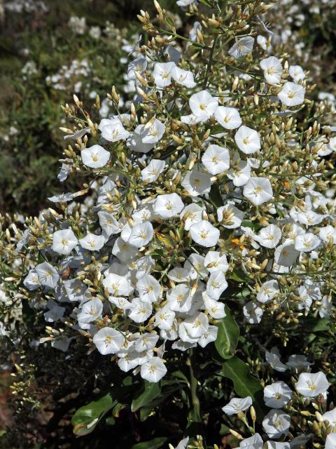 Svlačec (Convolvulus floridus L. fil.)