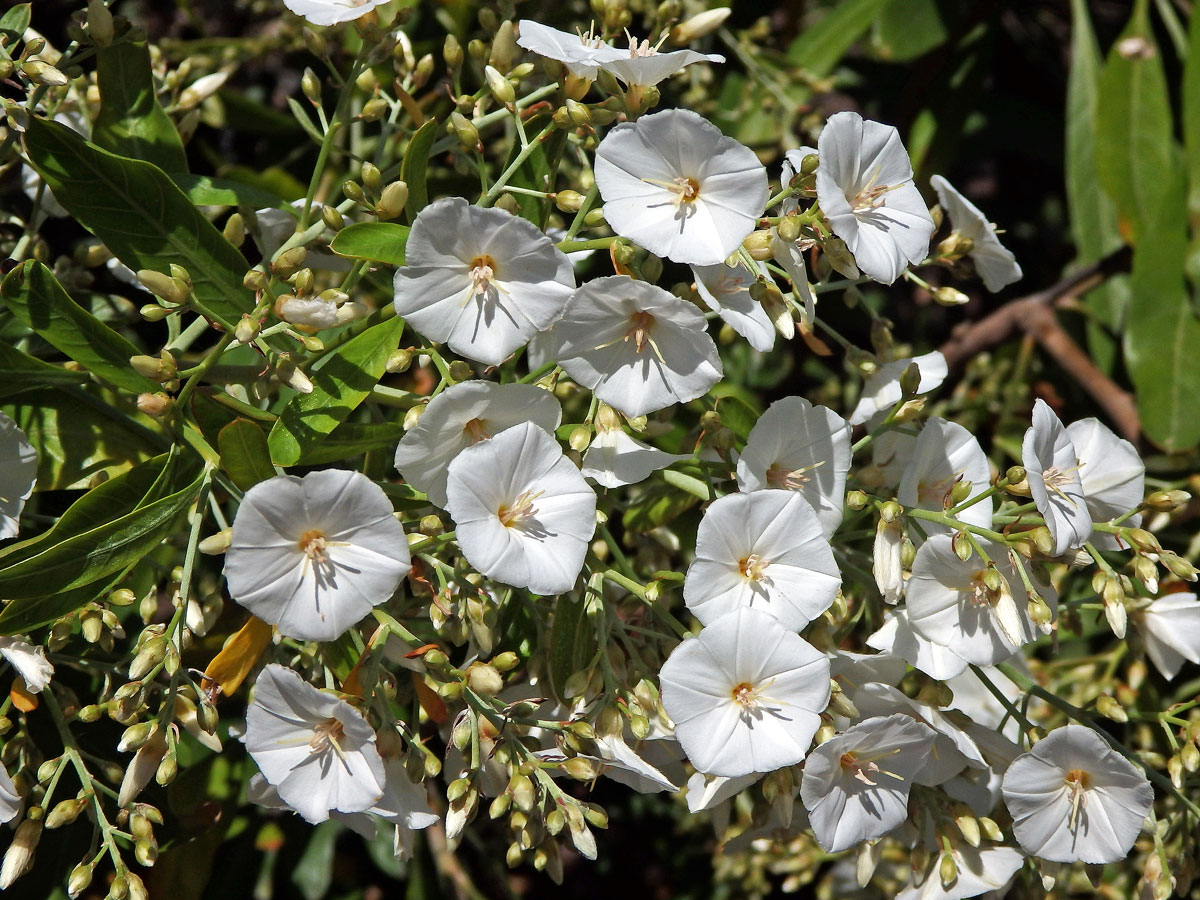 Svlačec (Convolvulus floridus L. fil.)