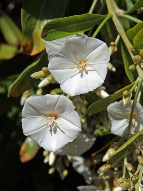 Svlačec (Convolvulus floridus L. fil.)