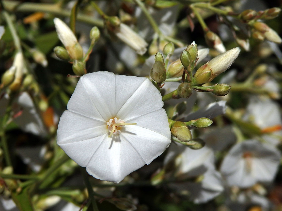 Svlačec (Convolvulus floridus L. fil.)