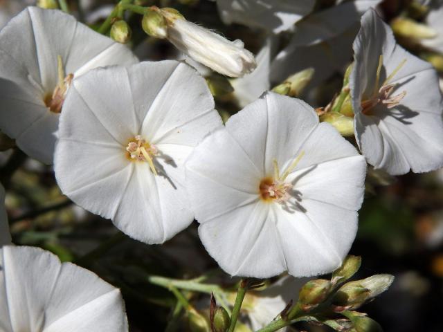 Svlačec (Convolvulus floridus L. fil.)