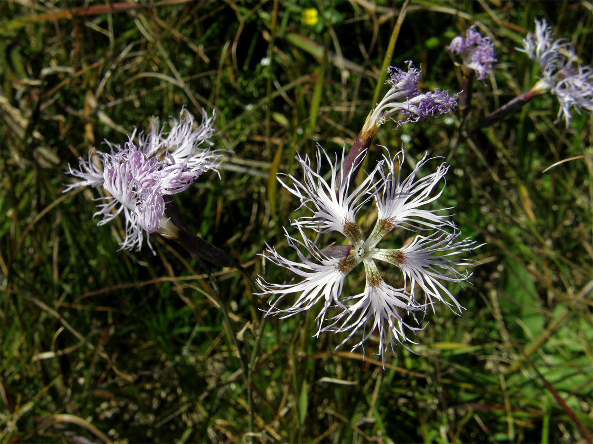 Hvozdík pyšný (Dianthus superbus L.)