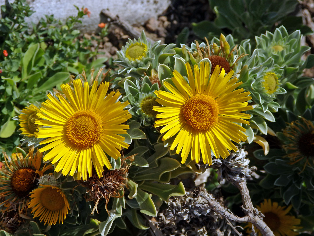 Hvězdička (Asteriscus sericeus DC.)