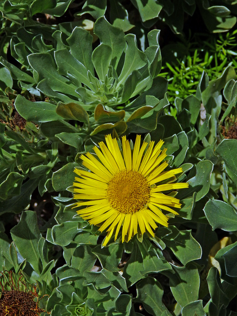 Hvězdička (Asteriscus sericeus DC.)