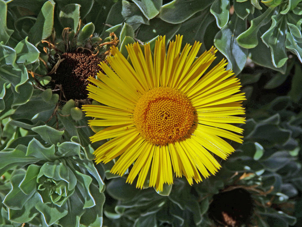 Hvězdička (Asteriscus sericeus DC.)