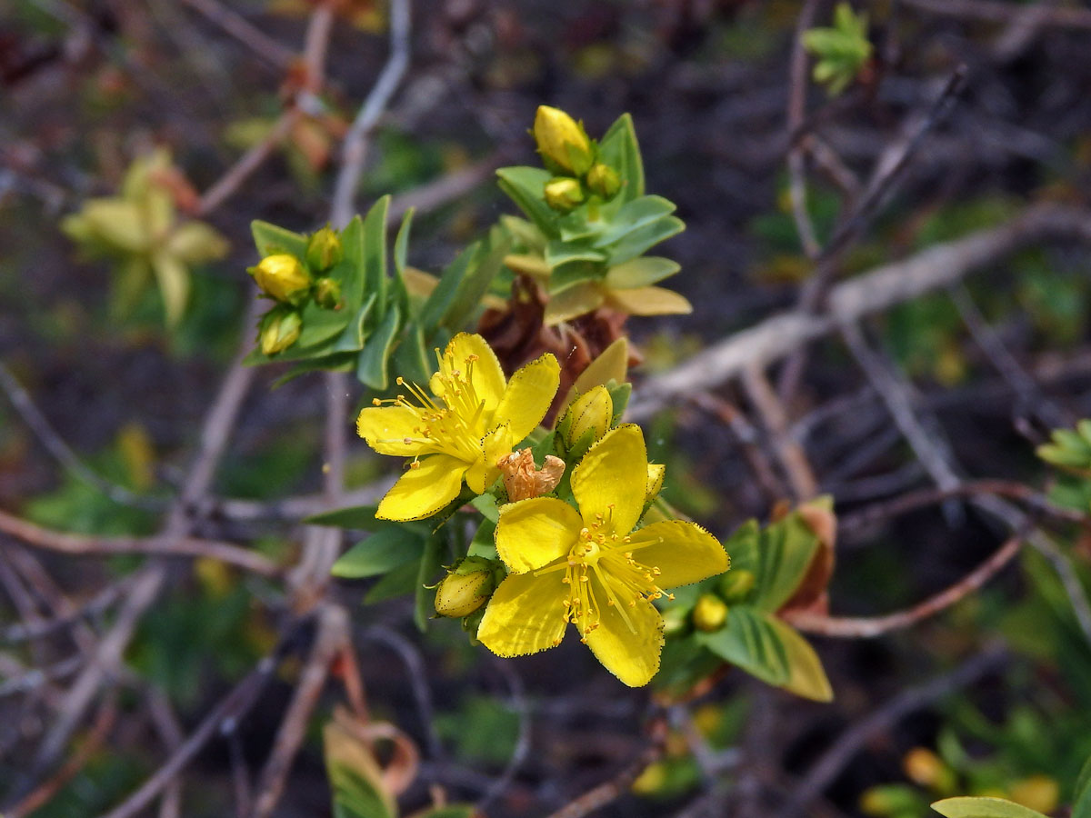 Třezalka (Hypericum reflexum L. f.)