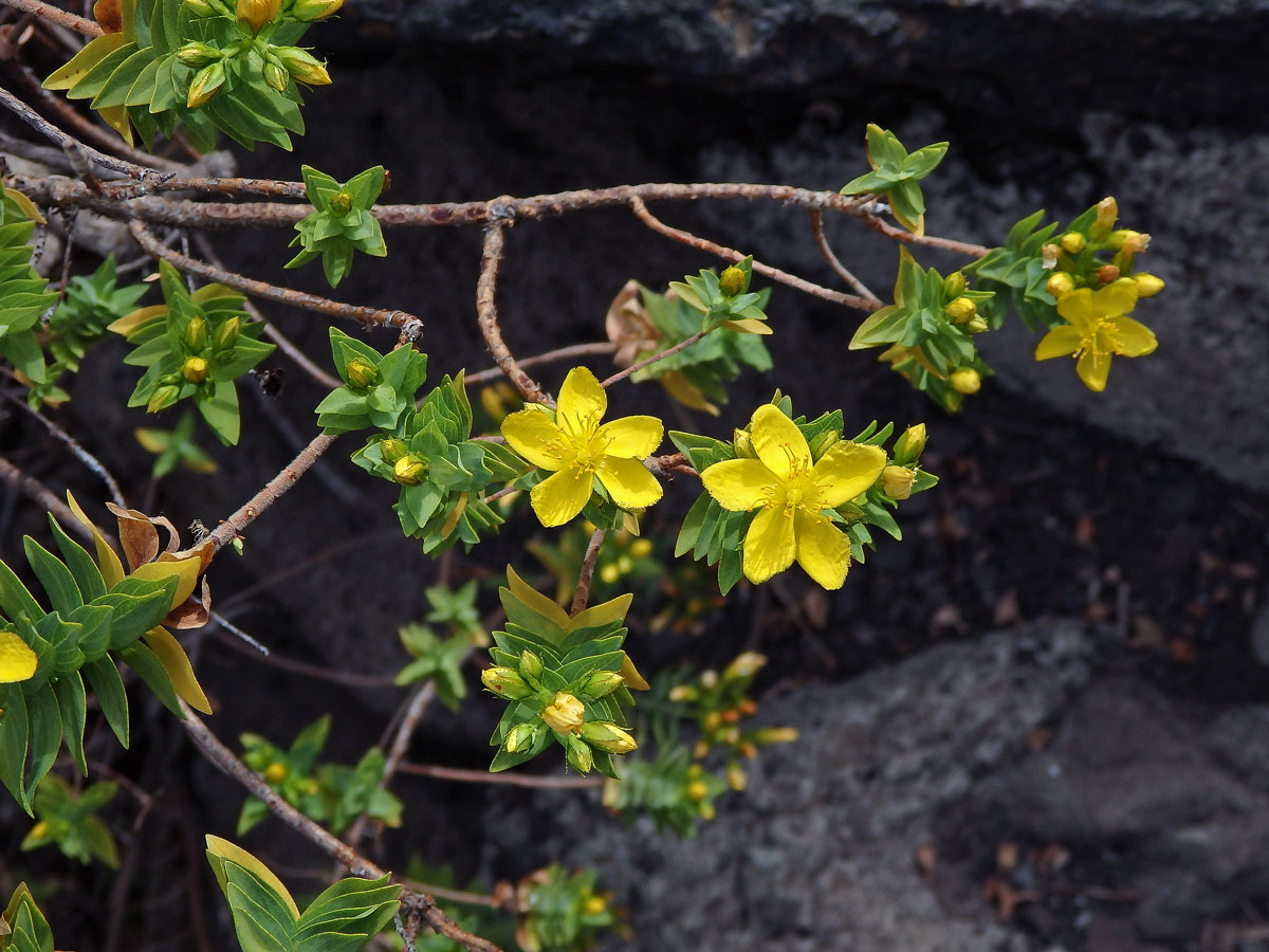 Třezalka (Hypericum reflexum L. f.)