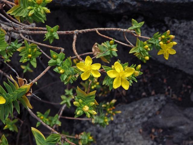 Třezalka (Hypericum reflexum L. f.)