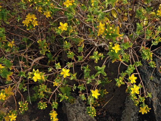 Třezalka (Hypericum reflexum L. f.)