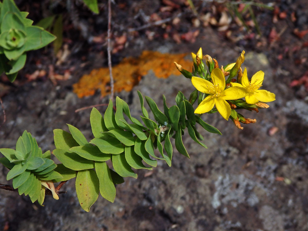 Třezalka (Hypericum reflexum L. f.)