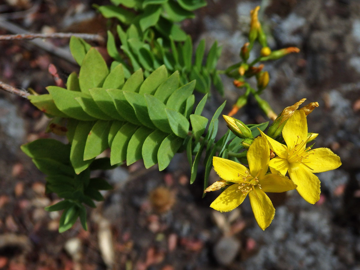 Třezalka (Hypericum reflexum L. f.)