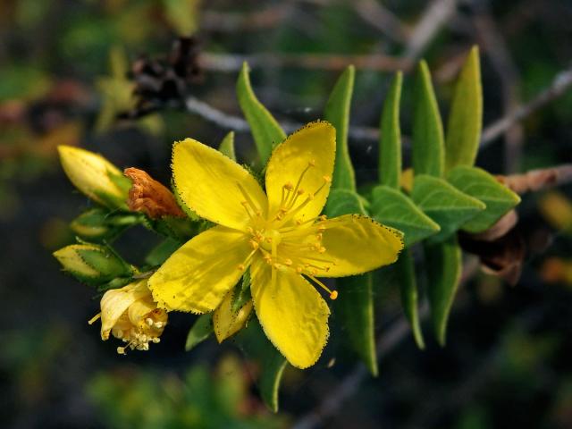 Třezalka (Hypericum reflexum L. f.)