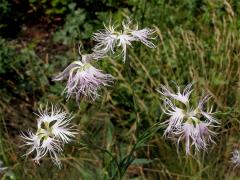 Hvozdík pyšný (Dianthus superbus L.)