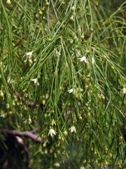 Plocama pendula Aiton