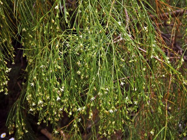 Plocama pendula Aiton