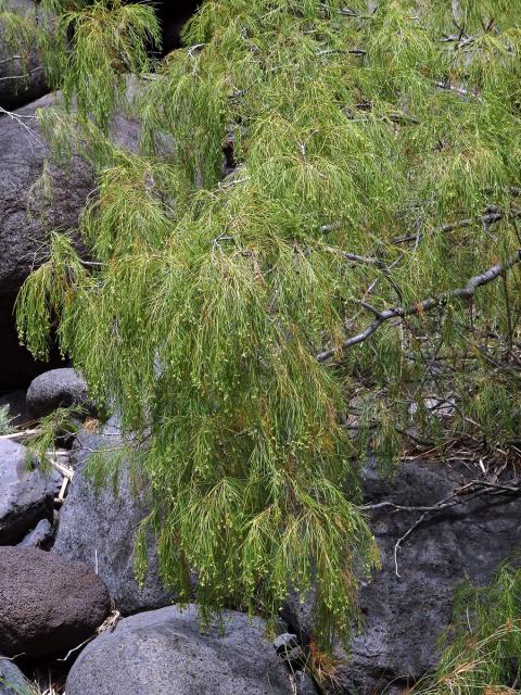 Plocama pendula Aiton