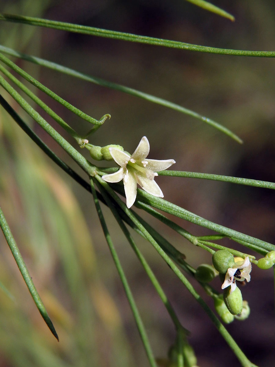 Plocama pendula Aiton