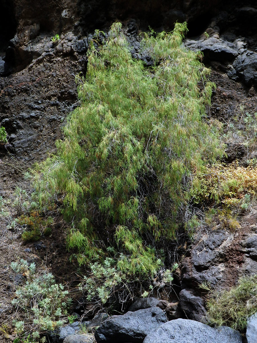 Plocama pendula Aiton