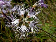 Hvozdík pyšný (Dianthus superbus L.)