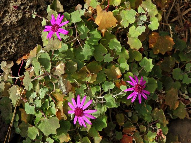 Pericallis lanata (L'Hér.) B. Nord.